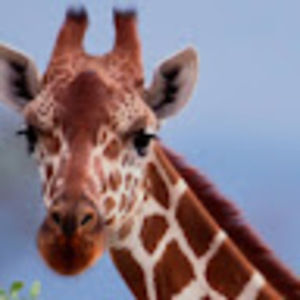 Meet your Posher, Kristi